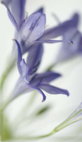 DSC01509a_agapanthus