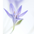 AGAPANTHUS