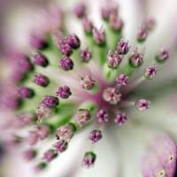 astrantia