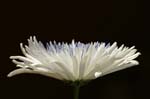 CHRYSANTH_slice_bluewhite280107