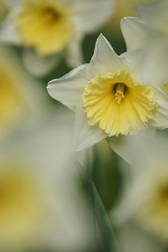 CeliaHenderson_Daffodil_DSC05123