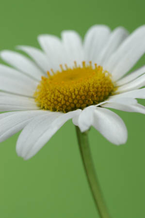 daisy0013