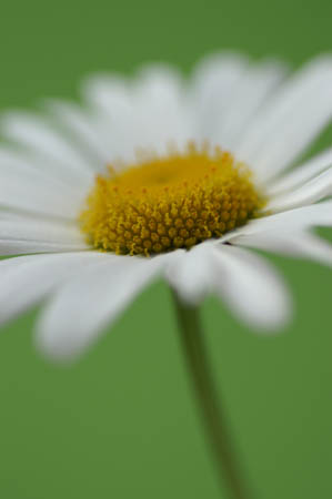 daisy0014