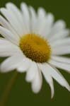 daisy0015