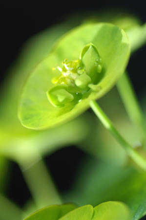 H_euphorbia_0038