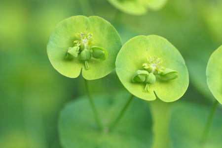 I_euphorbia_0003