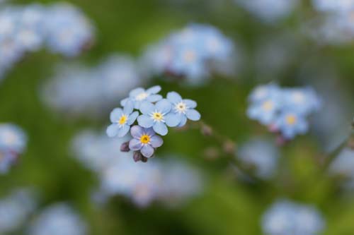 DSC00348_forgetmenot