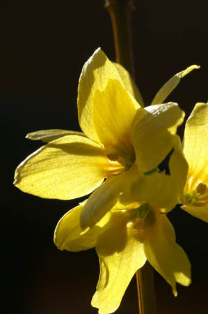 forsythia_0019