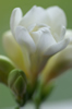 freesia 036