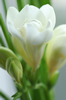 freesia 064