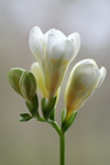 FREESIA