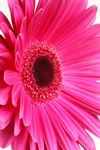 GERBERA