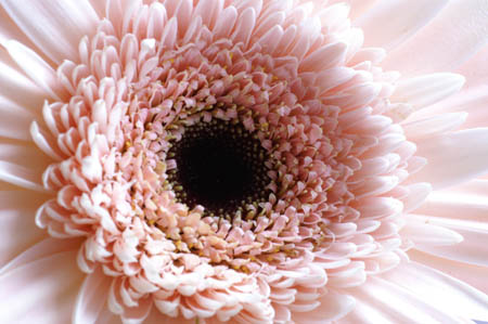 14_pp_gerbera_015