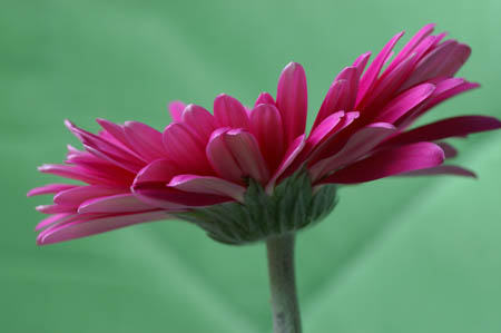 16_dp_gerbera_015a