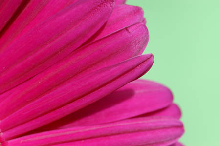 17_dp_gerbera_011