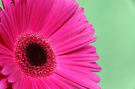 6_dp_gerbera_0002