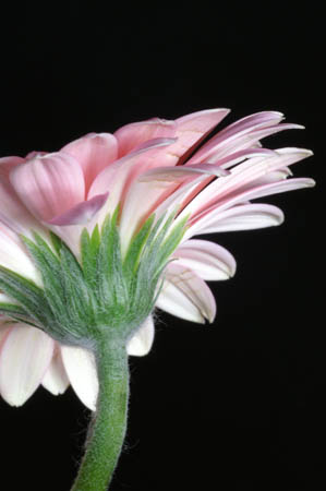 9_pp_gerbera_086