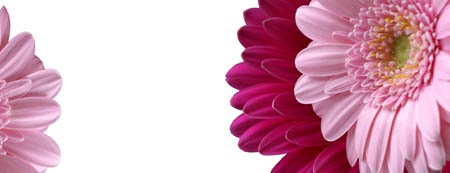 canvas_gerbera_01