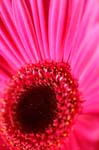 3_dp_gerbera_027