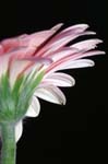 8_pp_gerbera_083