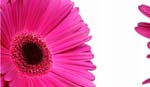 canvas_gerbera_tips_0002a