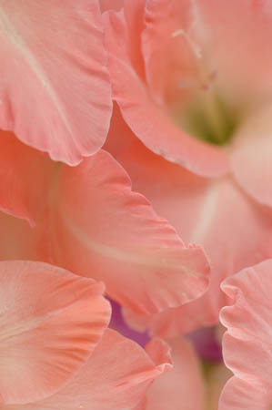 B_gladioli_0038