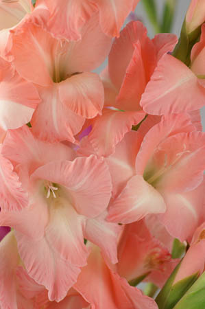 E_gladioli_0040