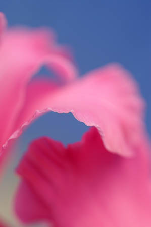 H_gladioli_0057