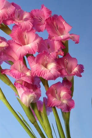 O_gladioli_0051