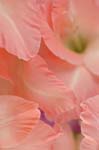 B_gladioli_0038