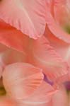 D_gladioli_0035