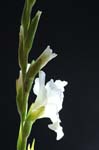 F_gladioli_0032