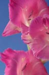 M_gladioli_0061