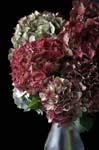 hydrangea_PICT_003