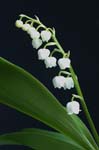 LILY OF THE VALLEY