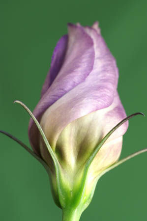 lisianthus_blue_104