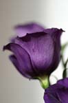 lisianthus_blue_014