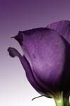 lisianthus_blue_018a