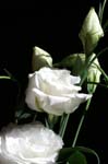 lisianthus_white_045