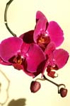 3_orchid_024