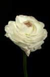 8_ranunculus_032