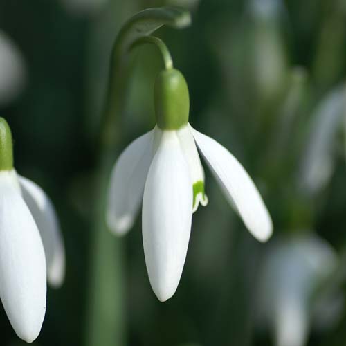 snowdrop_square60