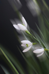 SNOWDROP