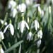 snowdrop_square45