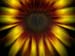 radialmirroredsunflower