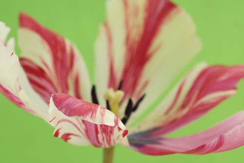 tulipDSC00226