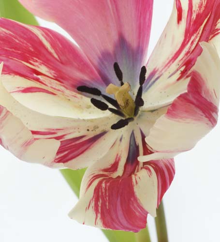 tulipDSC02407a